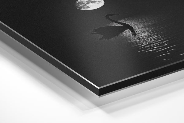 Swan and Moon Reflection