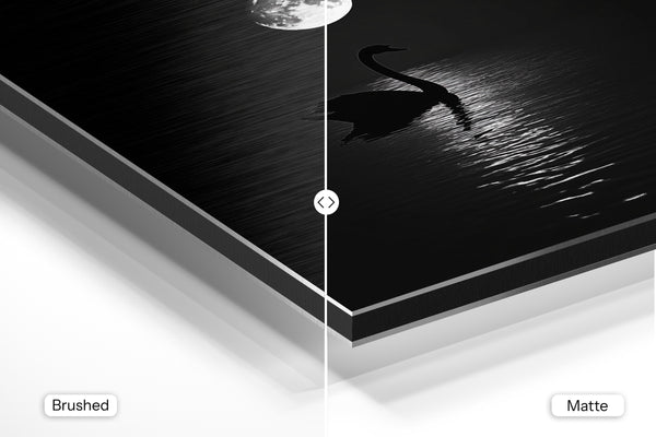 Swan and Moon Reflection