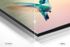 Vibrant Hummingbird in Flight