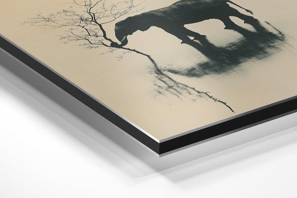 Elephant Water Reflection