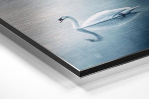 Tranquil Swan Reflection