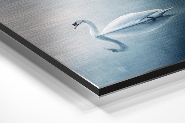 Tranquil Swan Reflection