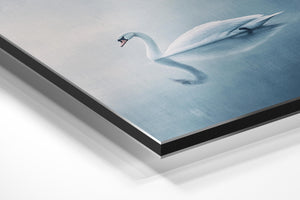 Tranquil Swan Reflection