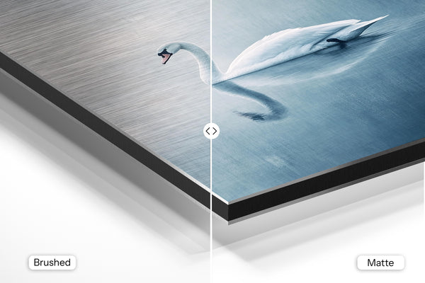 Tranquil Swan Reflection