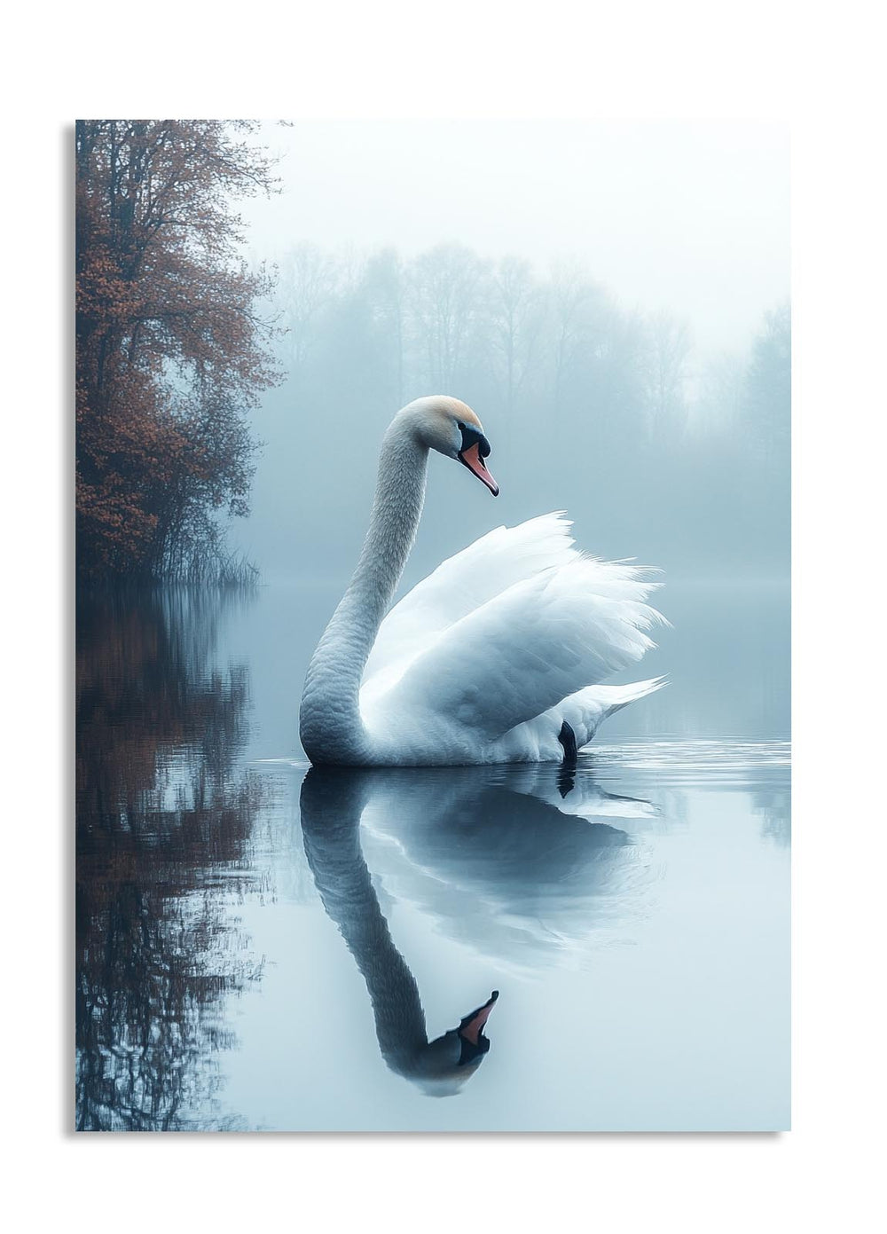 Swan on a misty lake with trees in the background, as a premium aluminum metal print from GoMetalPrint.
