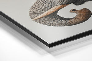 Majestic Elephant Portrait