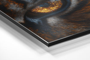 Tiger Eye Reflection