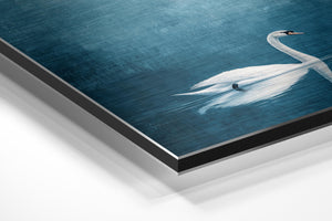 Serene Swan Reflection