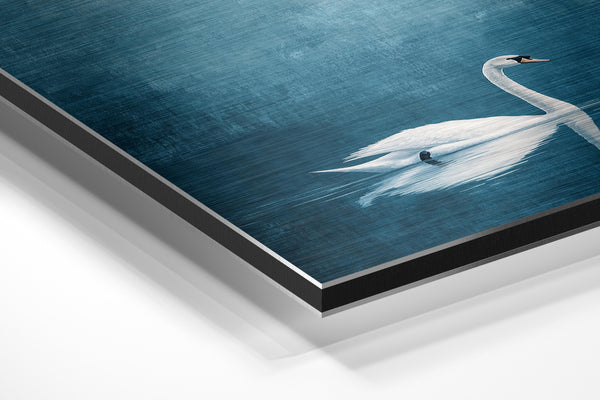 Serene Swan Reflection