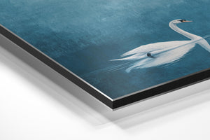 Serene Swan Reflection