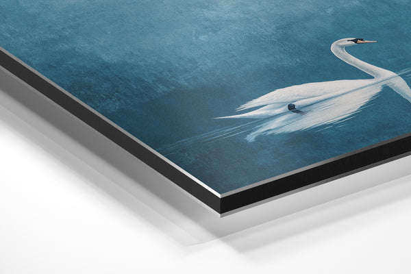 Serene Swan Reflection