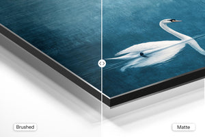 Serene Swan Reflection