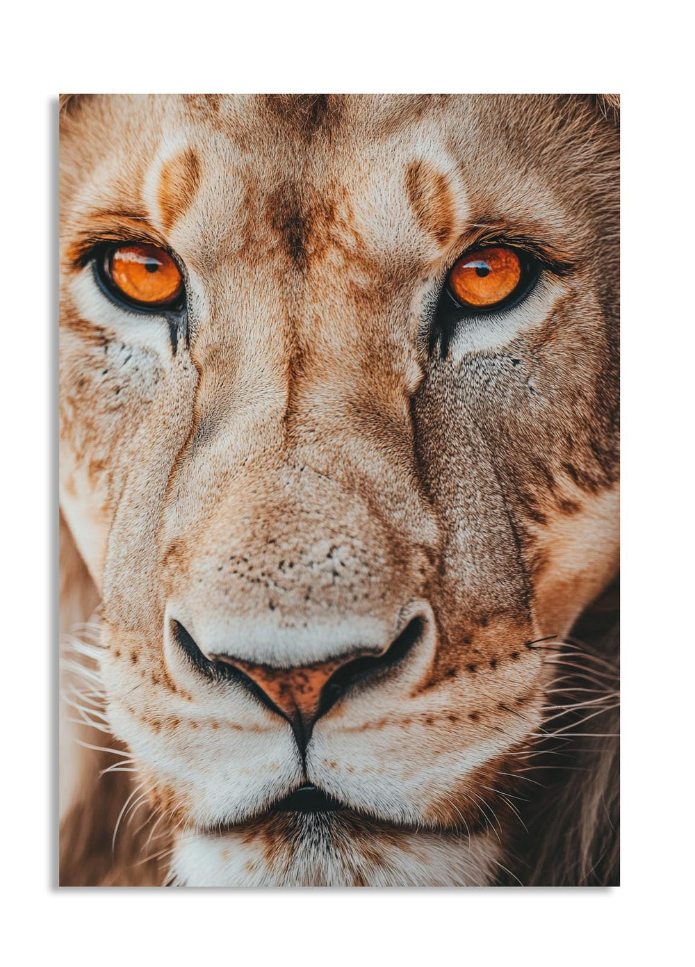 Close-up of a lion's face with a neutral background, as a premium aluminum metal print from GoMetalPrint.
