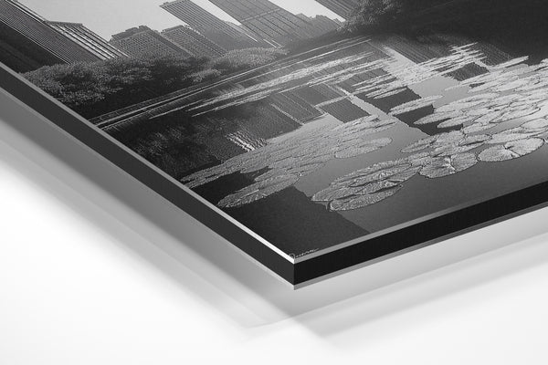 Chicago Water Lilies