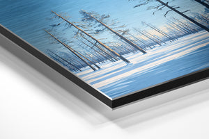 Snowy Forest & Sunlight