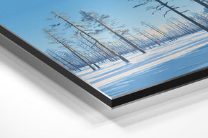 Snowy Forest & Sunlight