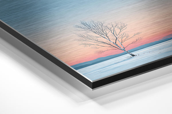 Solitary Winter Birch