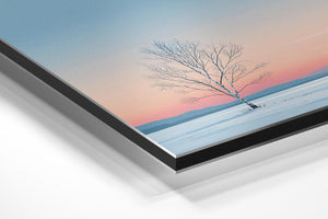 Solitary Winter Birch