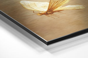 Butterfly Golden Glow