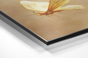 Butterfly Golden Glow