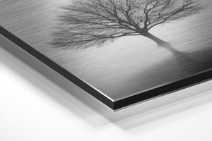 Solitary Tree in Mist