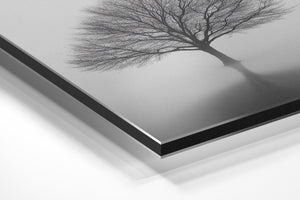 Solitary Tree in Mist