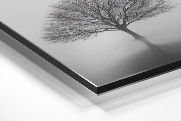 Solitary Tree in Mist