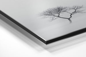 Twisted Tree in Mist