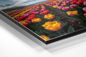 Endless Tulip Meadow
