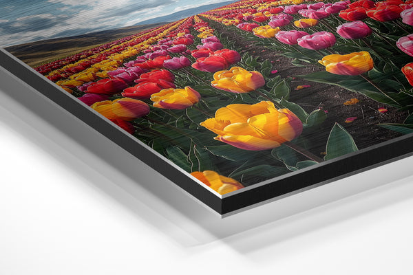 Endless Tulip Meadow