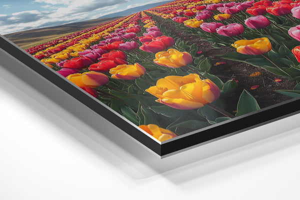 Endless Tulip Meadow