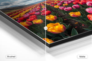 Endless Tulip Meadow