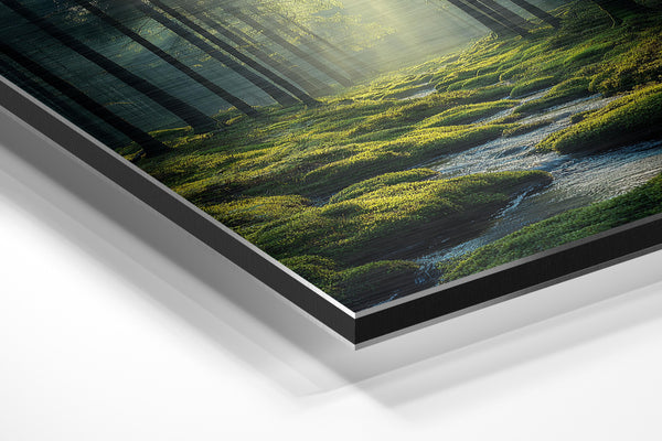 Tranquil Forest Stream