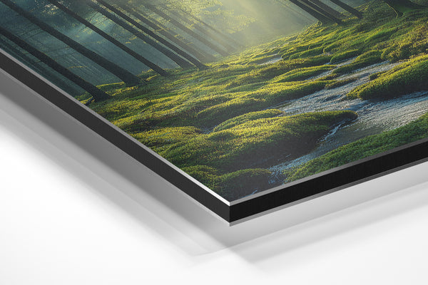 Tranquil Forest Stream