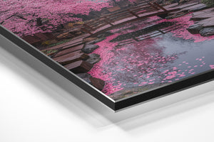 Cherry Blossom Bridge