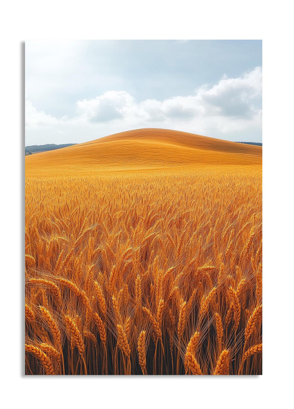 Wheat field with rolling hills under a blue sky with clouds, as a premium aluminum metal print from GoMetalPrint.
