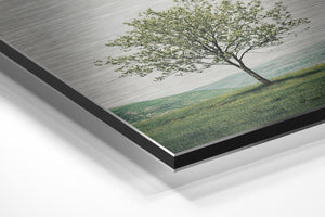 Blooming Tree in Spring