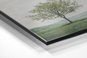 Blooming Tree in Spring