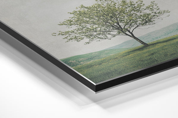 Blooming Tree in Spring