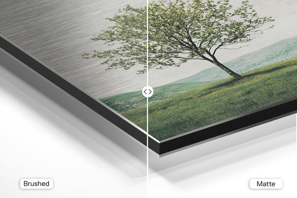 Blooming Tree in Spring