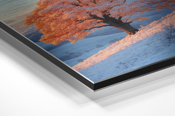 Frost Covered Tree at Sunrise