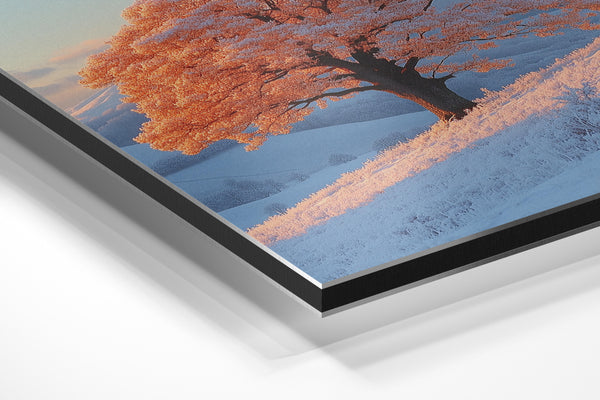 Frost Covered Tree at Sunrise