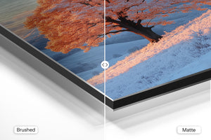 Frost Covered Tree at Sunrise