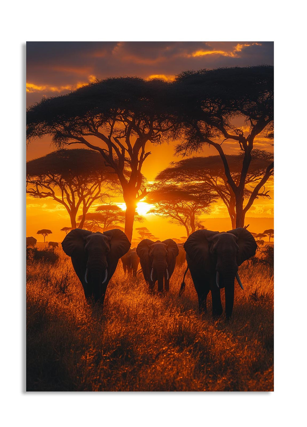 Elephants walking through a grassy field with acacia trees at sunset, as a premium aluminum metal print from GoMetalPrint.
