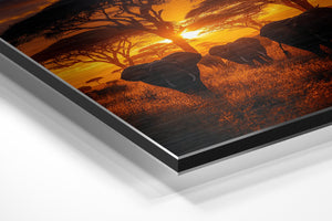 African Elephant Sunset