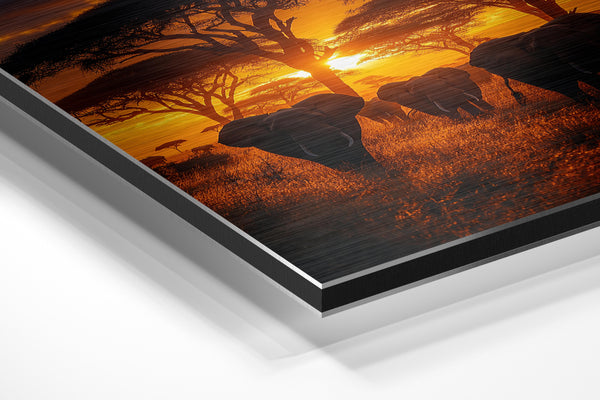 African Elephant Sunset