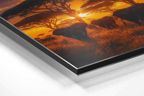 African Elephant Sunset