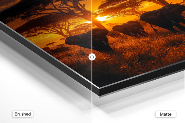 African Elephant Sunset