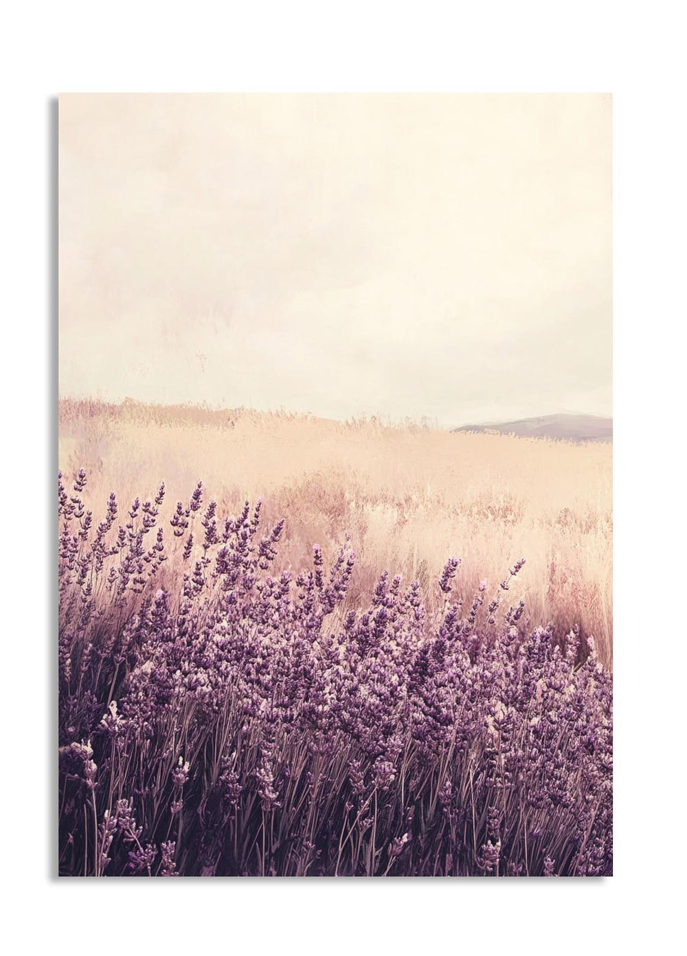 Lavender field with a soft, pastel background, as a premium aluminum metal print from GoMetalPrint.
