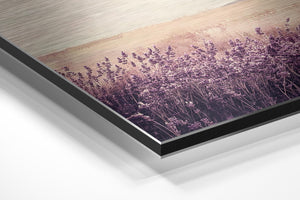 Lavender Field Dream